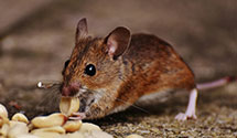 24 Hour & Emergency Exterminators in Sherwood, ND